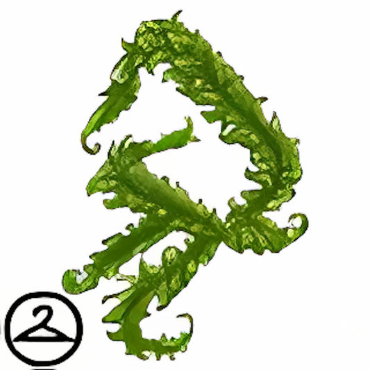 Maraquan Kelp Wrapping
