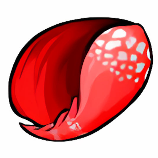 Crimson Spotted Shell