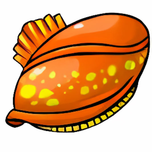 Royal Orange Cowry Shell